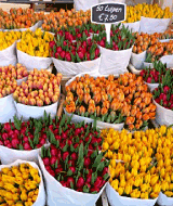 Photos-tulipes.gif