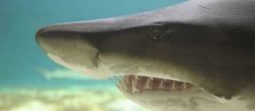 Attaque de requin île de la Réunion