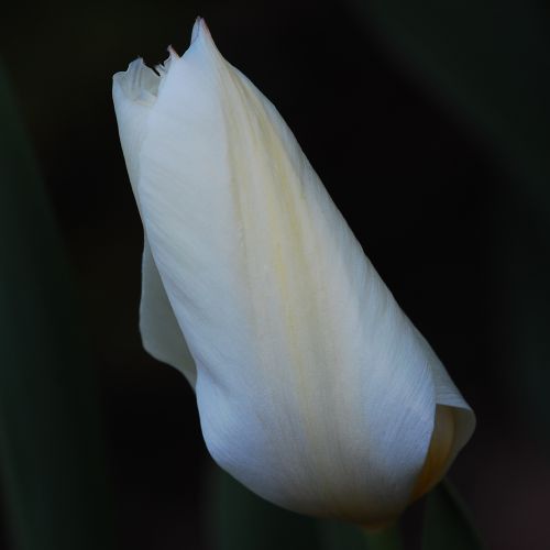 tulipe 
