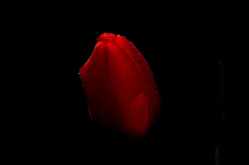Tulipe rouge