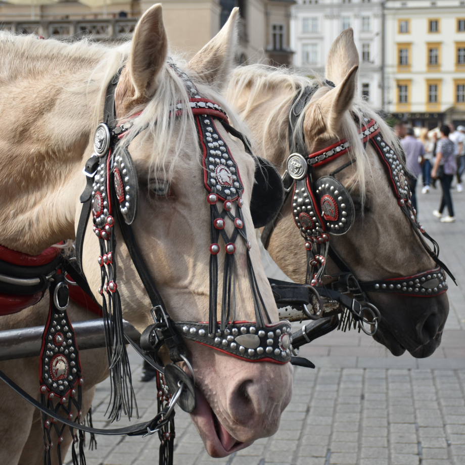 CRACOVIE 2019 (29).jpg