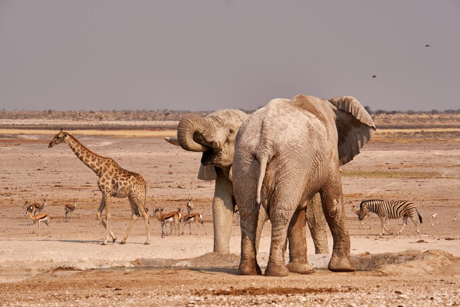 Safari-al-Parco-Nazionale-Etosha-pozza-e1511689772904.jpg