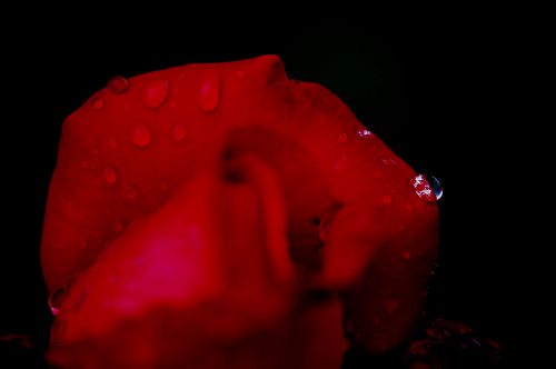 Goutte de pluie sur pétale de rose