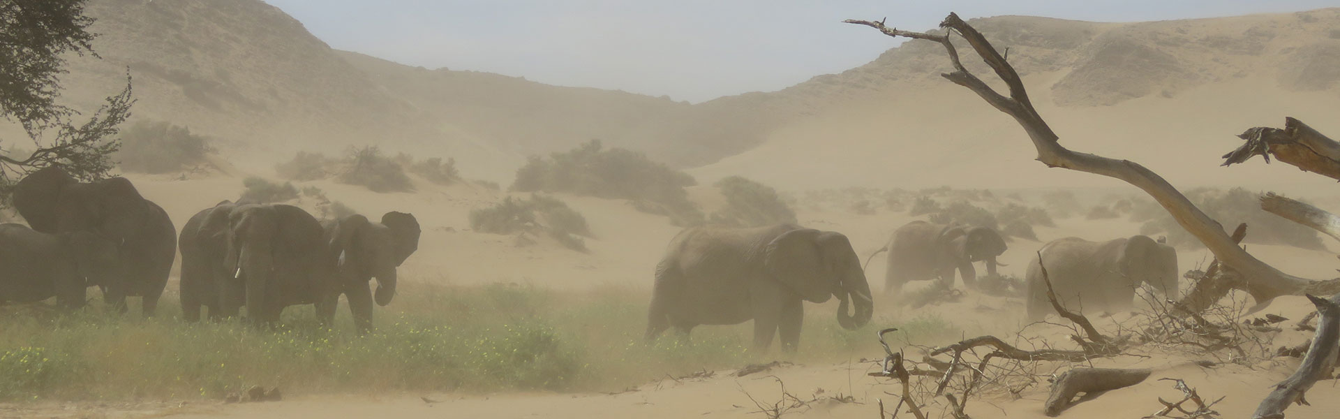 elephants du desert.jpg