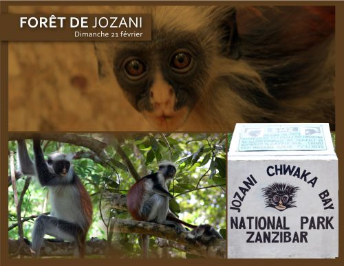 Forêt de Jozani Zanzibar