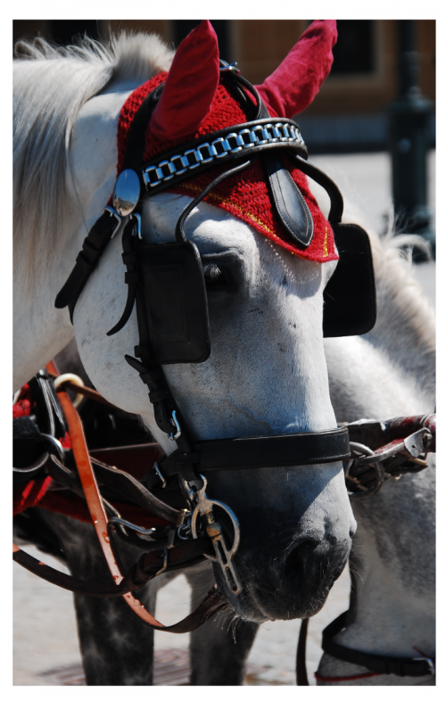 Chevaux Vienne Autriche