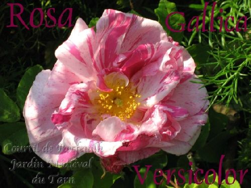 rosa gallica versicolor