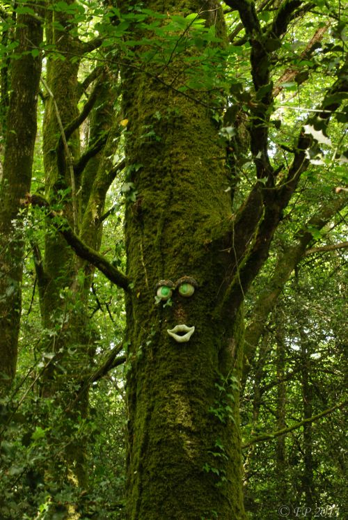 Les arbres en Bretagne.... vous observes 