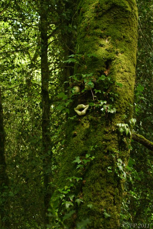 Les arbres en Bretagne.... vous observes 