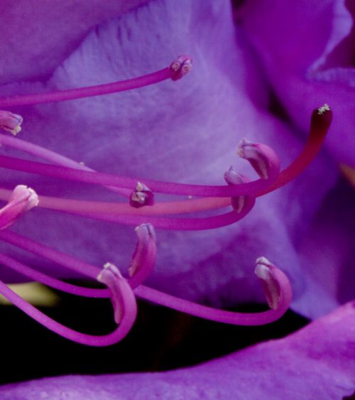 Rhododendron coeur