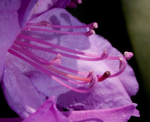 Rhododendron coeur