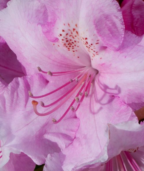 Rhododendron fleur