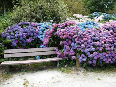 circuit des hortensias 3