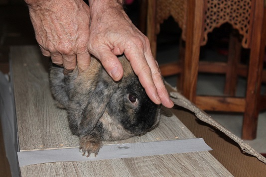 Le Lapin Et Le Territoire Les Lapins Libres