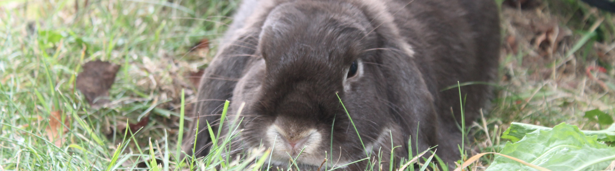 les lapins libres