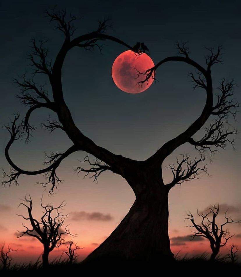 Arbre et lune rouge