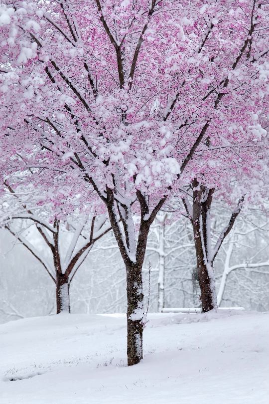 arbre fleuri sur la neige