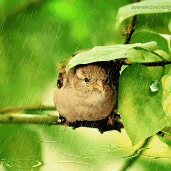 oiseau sous la pluie.gif