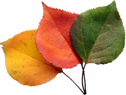 feuilles aux 3 couleurs.png