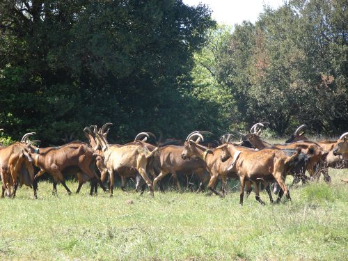 Visite de la chèvrerie avec l'école...