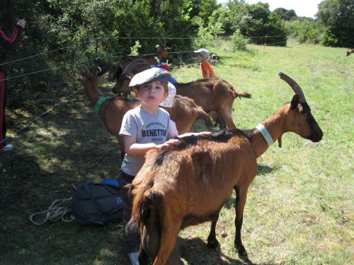 Visite de la chèvrerie avec l'école...