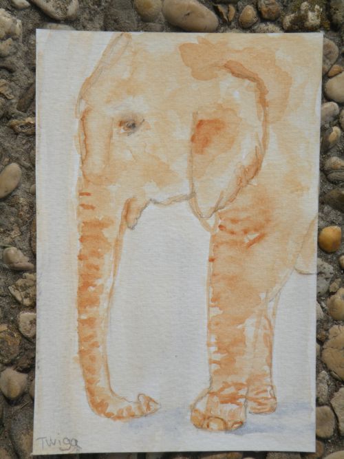 Jeune éléphant