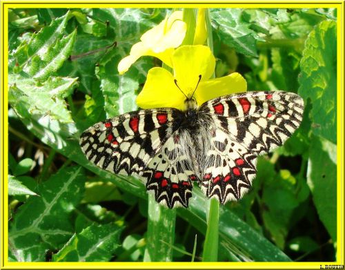 Papillon (zerynthia rumina)