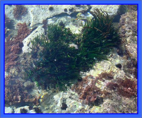 algues Posidonies