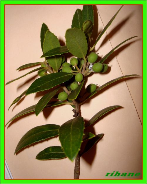 Filaire à larges feuilles(phillyria latifolia)