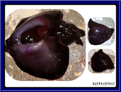 liévre de mer(aphysia faciata)