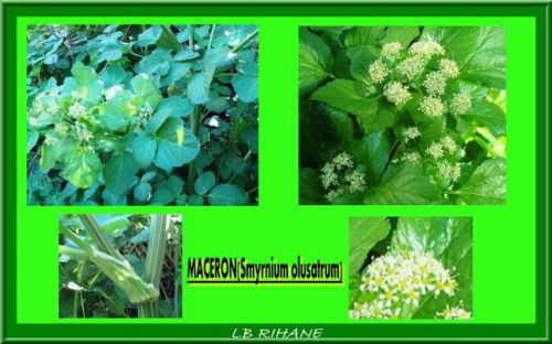 MACERON (Smyrnium olusatrum)