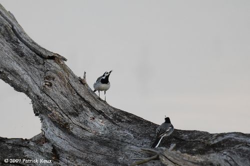 Bergeronnette grise (Motacilla alba) - chants