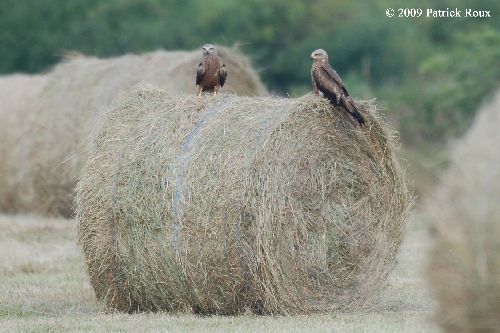 Buse variable (Buteo buteo) - juvéniles