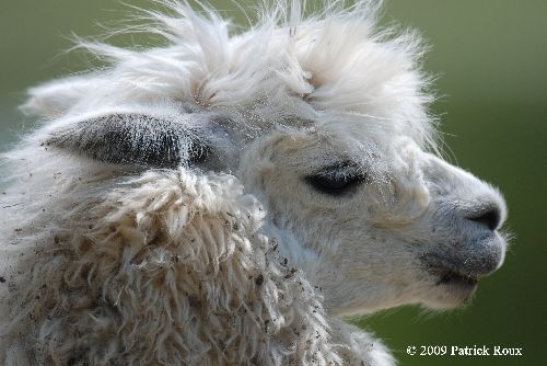 Alpaga (Lama pacos)