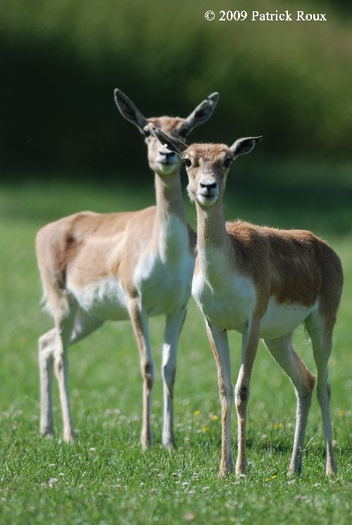 Antilopes cervicapres (Antilope cervicapra) - femelles