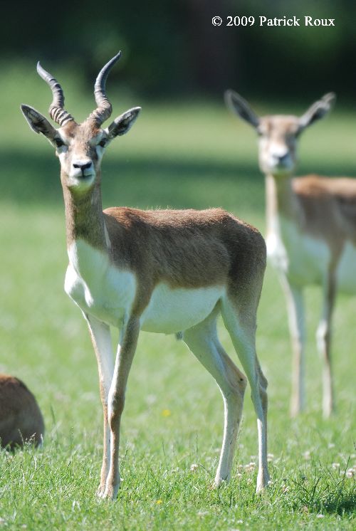 Antilopes cervicapre (Antilope cervicapra) - mâle