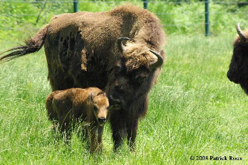 Bisons d\'Europe (Bison bonasus) - naissance