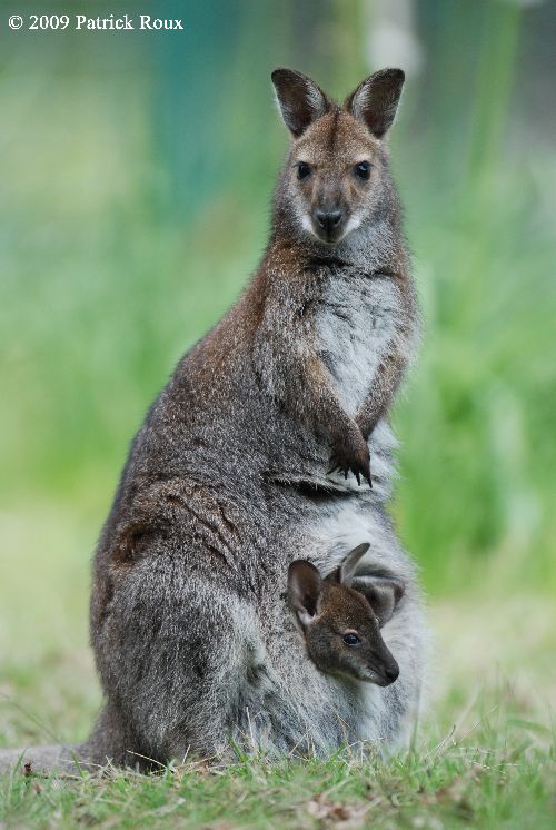 Wallaby de Benett  (Macropus rufogriseus)
