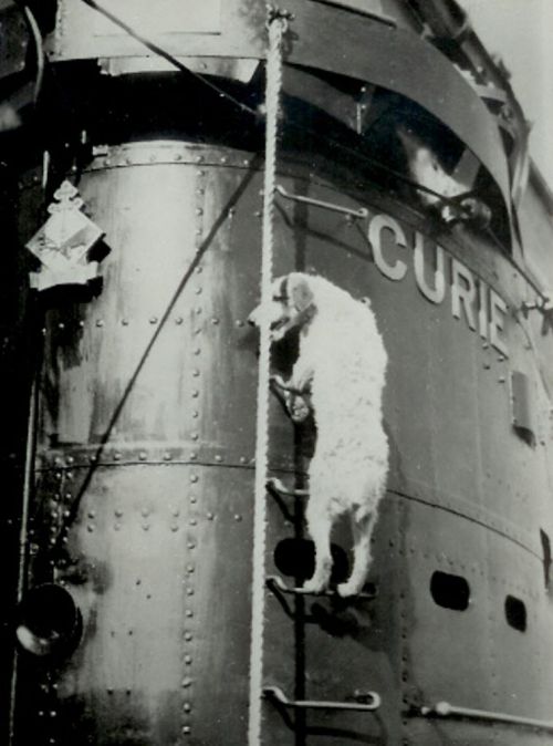 Le chien monte à bord du sous-marin 