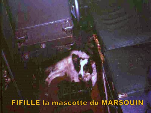 Fifille chienne mascotte du Marsouin 