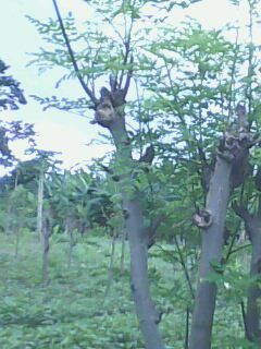 Dans ma plantation de moringa