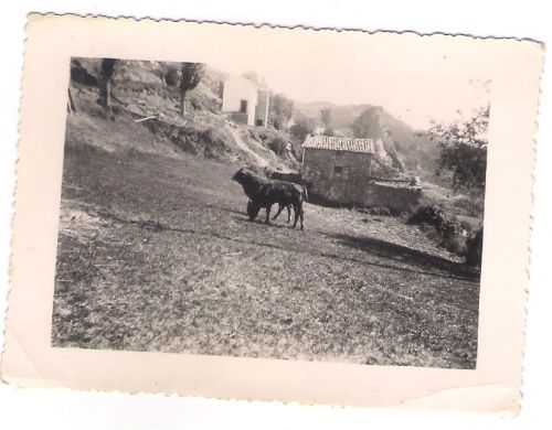 Les boeufs devant l' ancien Nidou