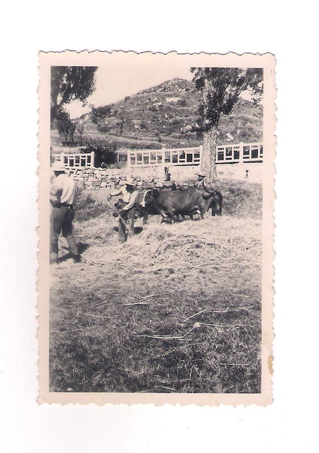 1941 Les foins à l'aire de Gérard