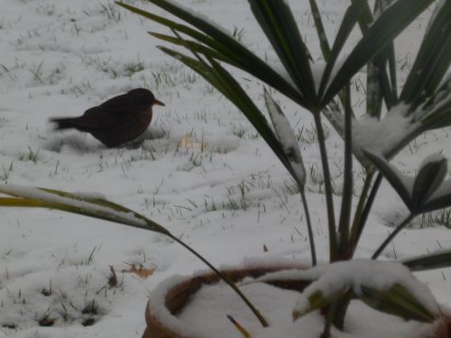 oiseau dans la neige