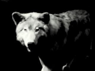 Loup en noir et blanc