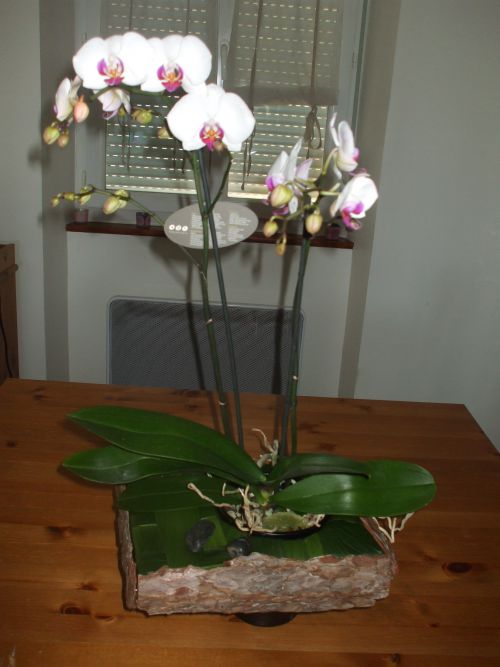Autour d'une orchidée