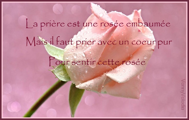 Pink-rose-flower.jpg