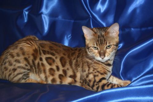 chaton bengal à rosettes