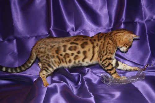 CHATON FEMELLE BENGAL