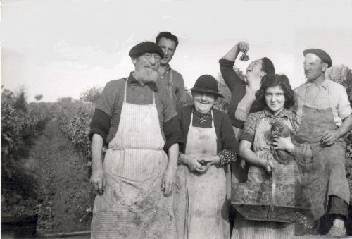 Vendanges 1953 à Bidonnet